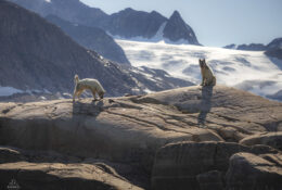 Greenland (9/58)